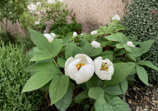 Paeonia Japonica Seeds – Rare Woodland Peony, White Spring Flowers, 5 Seeds, Garden Plant, Perennial, Botanical Seeds