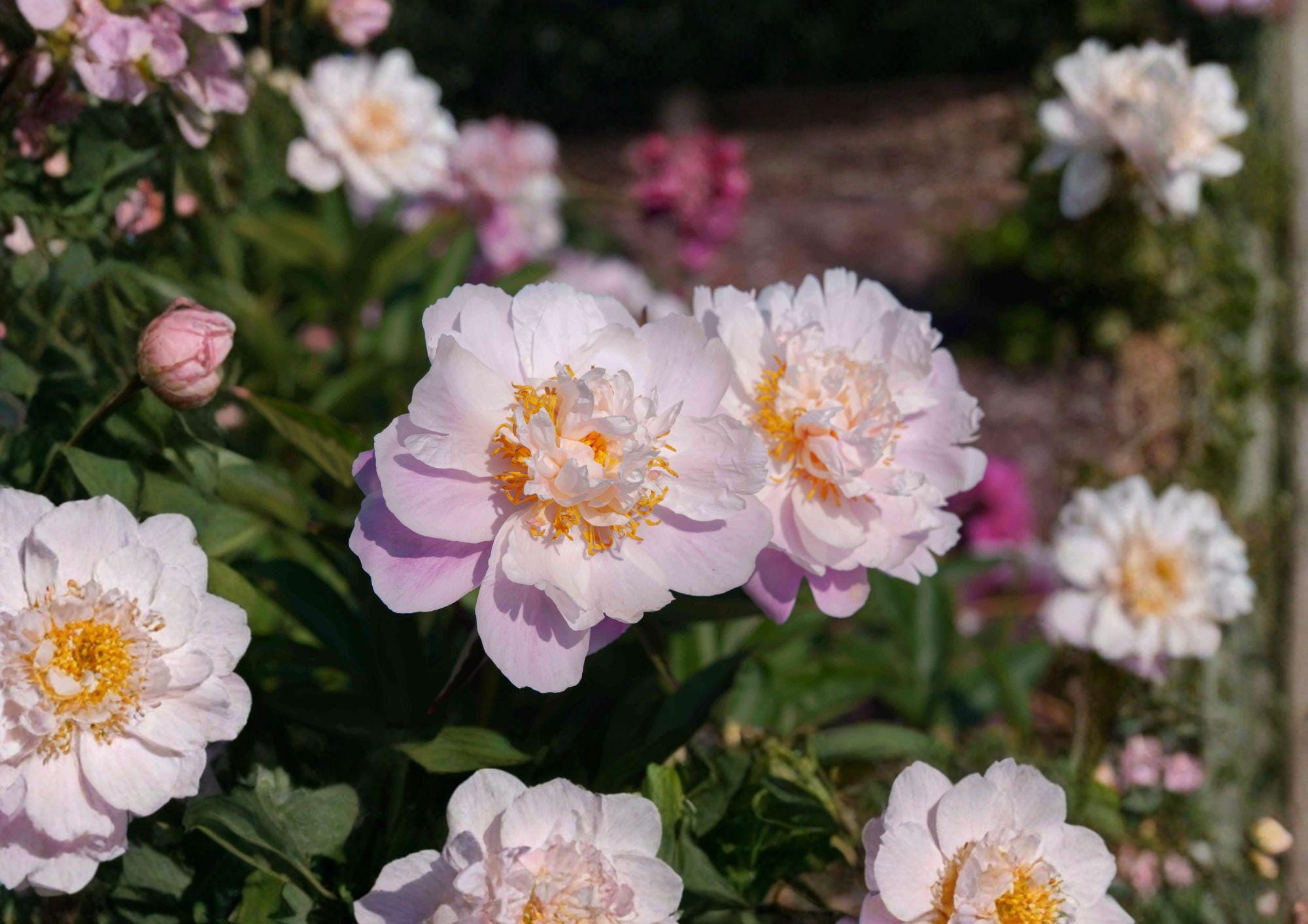 Paeonia Lactiflora Seeds – Fragrant Chinese Peony for Cottage Gardens – Garden Flower Seeds