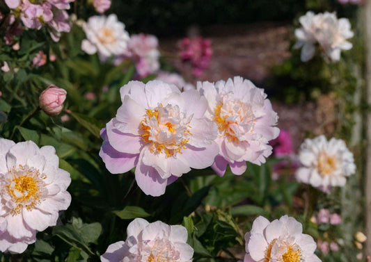 Paeonia Lactiflora Seeds – Fragrant Chinese Peony for Cottage Gardens – Garden Flower Seeds