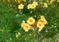 Yellow Trumpet Vine Seeds – Fast Growing Climbing Plant with Summer Blooms, Hummingbird Attractant, Dipladenia sanderi