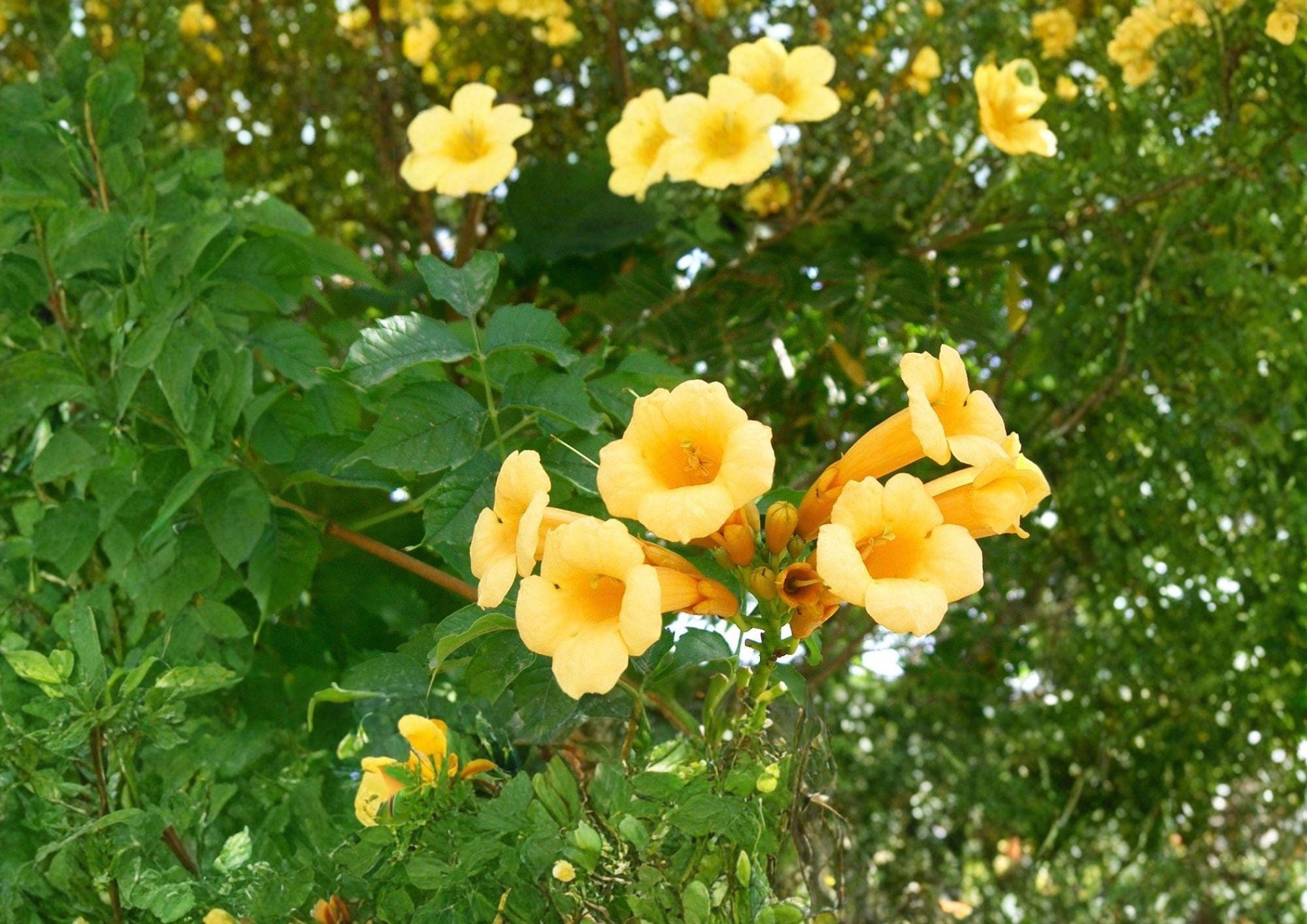 Yellow Trumpet Vine Seeds – Fast Growing Climbing Plant with Summer Blooms, Hummingbird Attractant, Dipladenia sanderi