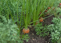 Tendersweet Carrot Seeds - 500 Heirloom Orange Root Seeds for Gardening, Sweet and Juicy Carrots, Fast Shipping
