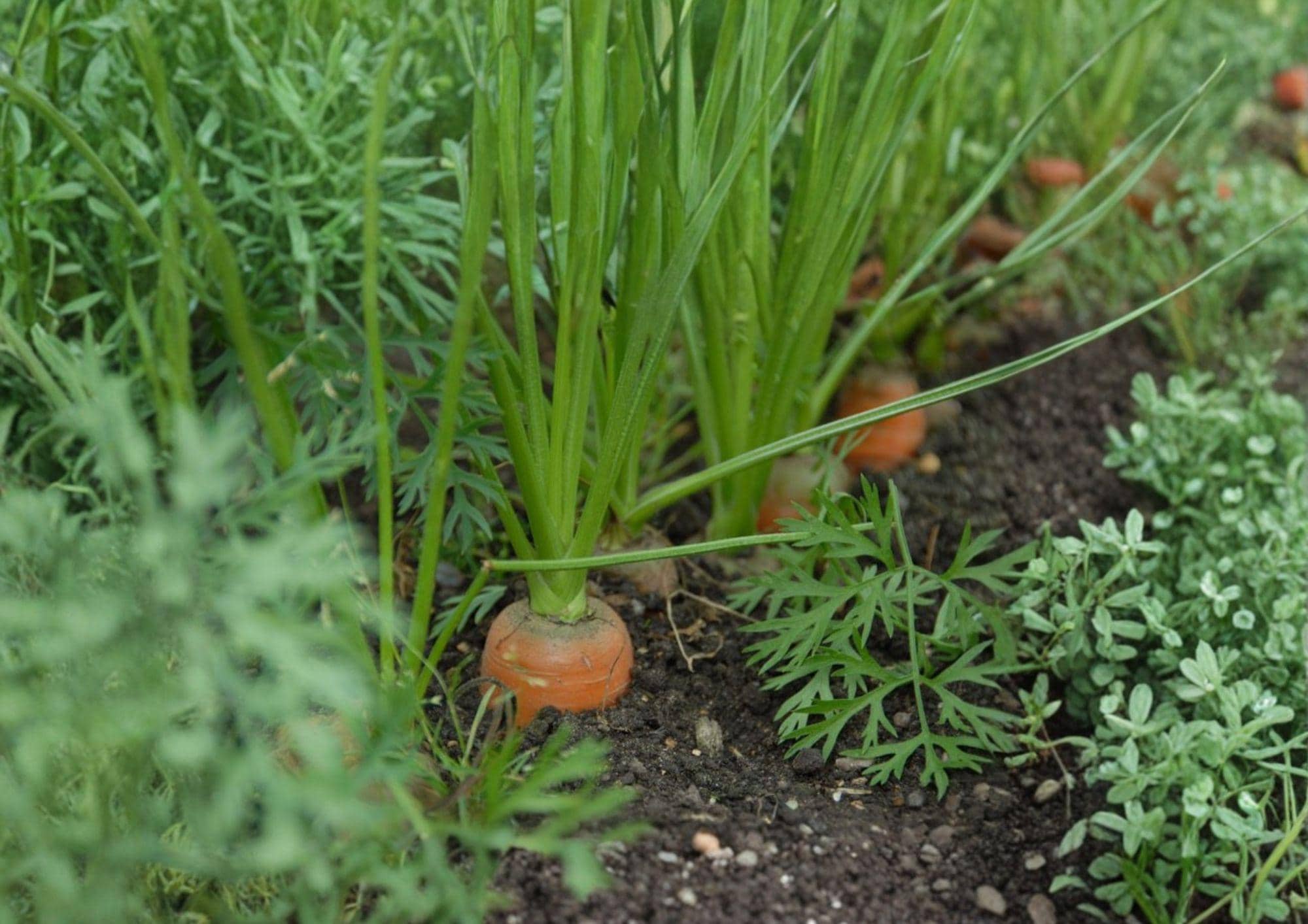 Tendersweet Carrot Seeds - 500 Heirloom Orange Root Seeds for Gardening, Sweet and Juicy Carrots, Fast Shipping