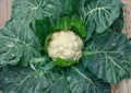 Snowball Y Improved Cauliflower Seeds – 250 Heirloom Seeds for Fast Growing, White Head, Vegetable Gardening