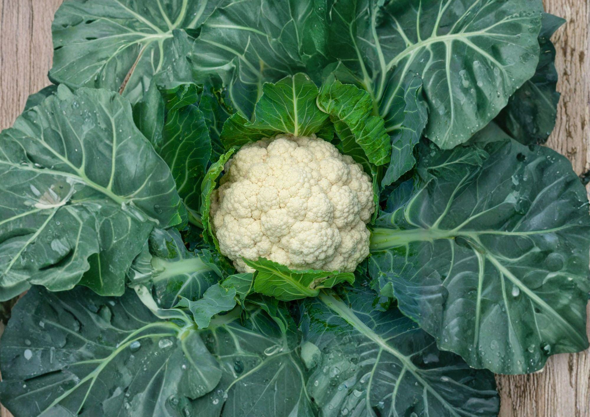 Snowball Y Improved Cauliflower Seeds – 250 Heirloom Seeds for Fast Growing, White Head, Vegetable Gardening