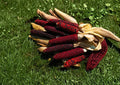 Bloody Butcher Corn Seeds - 50 Heirloom Red Field Corn - Organic, Non-GMO, Open-Pollinated, Heirloom Variety