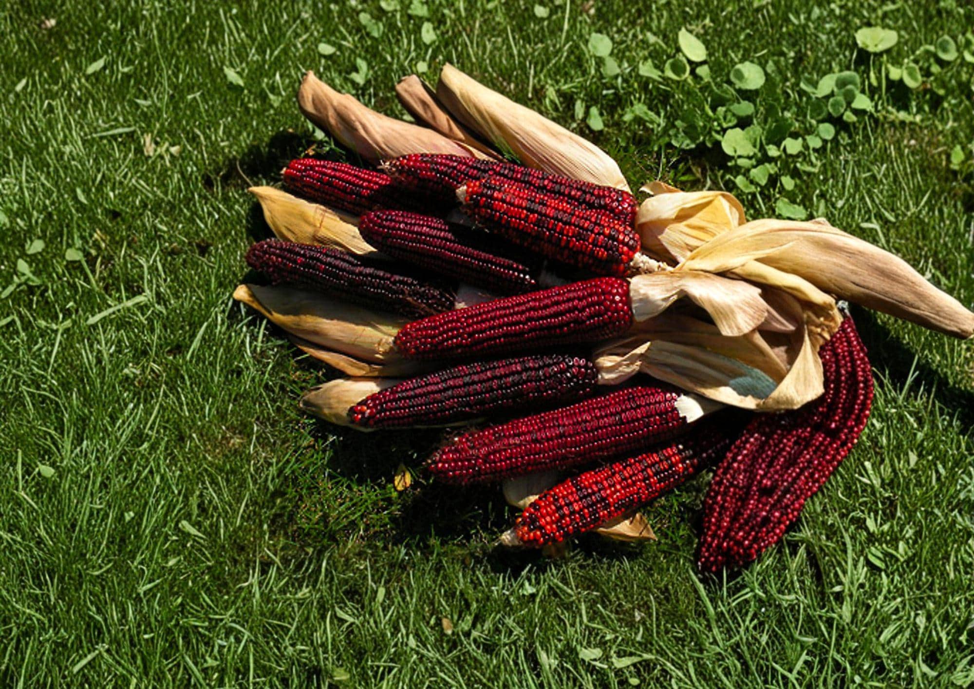 Bloody Butcher Corn Seeds - 50 Heirloom Red Field Corn - Organic, Non-GMO, Open-Pollinated, Heirloom Variety