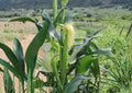 Japanese Hulless White Popcorn Seeds – Heirloom Baby Corn, Non-GMO, 50 Seeds