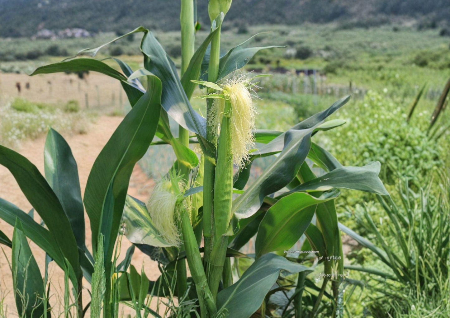 Japanese Hulless White Popcorn Seeds – Heirloom Baby Corn, Non-GMO, 50 Seeds