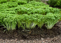 Curled Cress Seeds - Spicy Heirloom Microgreen, 1000 Seeds, Fast Growing, Edible Microgreen, Garden Seeds