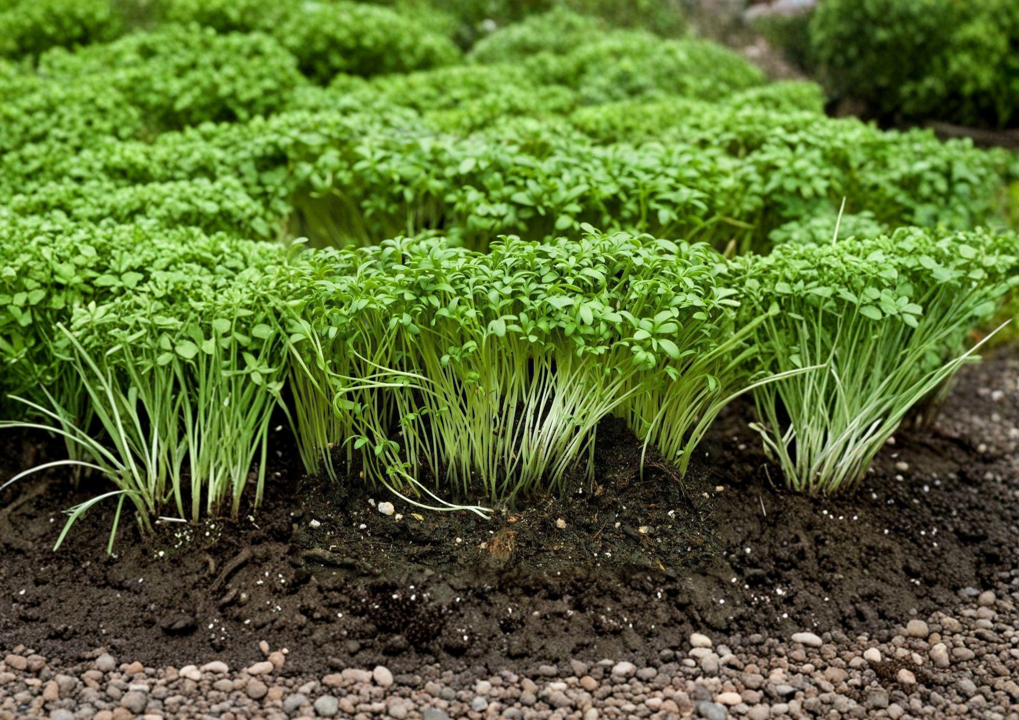 Curled Cress Seeds - Spicy Heirloom Microgreen, 1000 Seeds, Fast Growing, Edible Microgreen, Garden Seeds