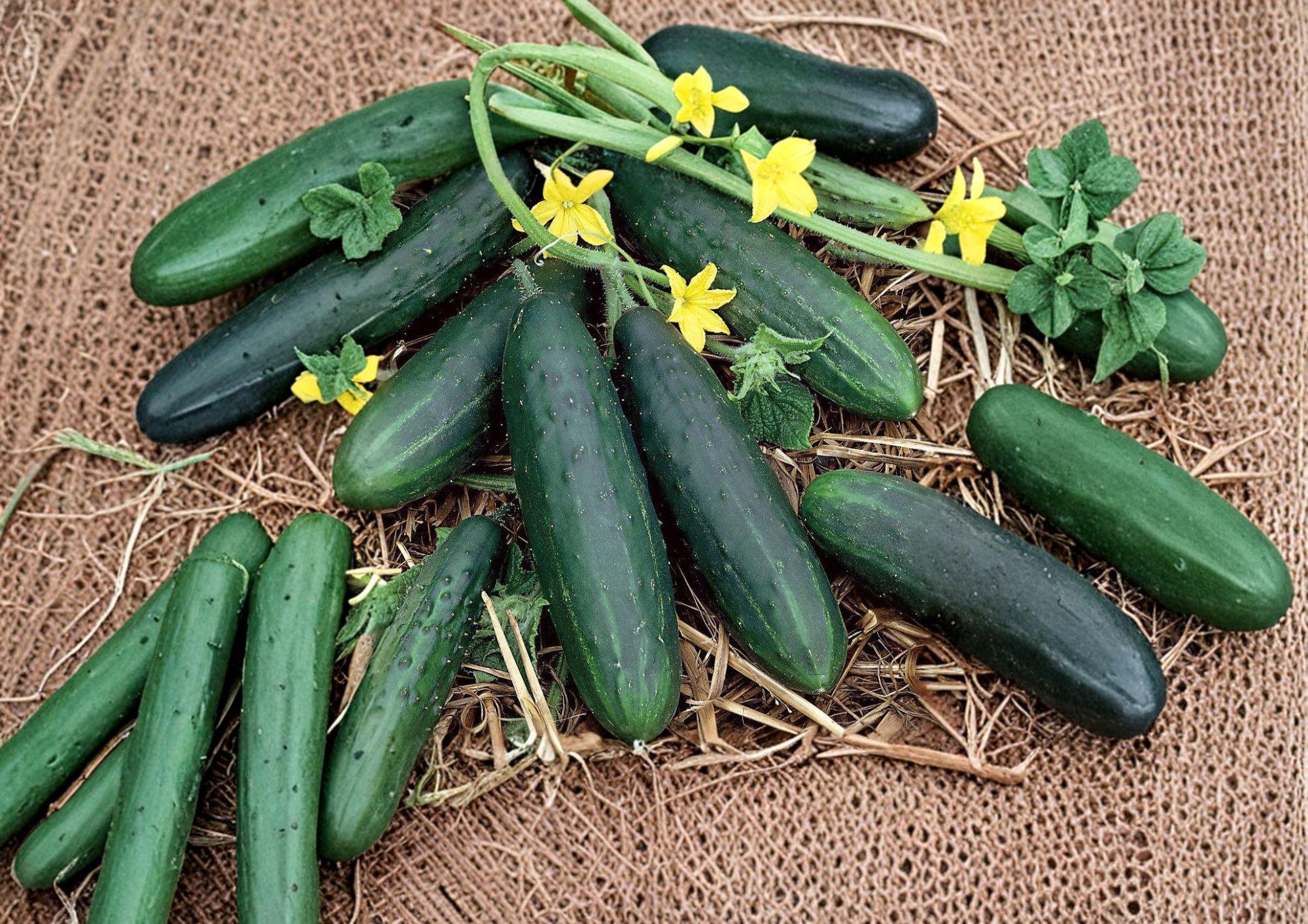 Spacemaster Cucumber Seeds Compact Bush Patio Small Space Easy to Grow Cucumis sativus