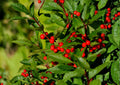 Winterberry Holly Seeds – Native Shrub with Bright Red Berries for Wildlife Gardens – Fast Growing Ilex verticillata