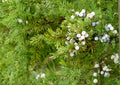 Common Juniper Seeds – Hardy Evergreen Shrub with Aromatic Berries – Easy to Grow Juniperus communis Seeds