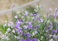 Evening Scented Stock Seeds – Night Blooming Fragrant Annual Flower 100 Seeds | Aromatic Garden Plant