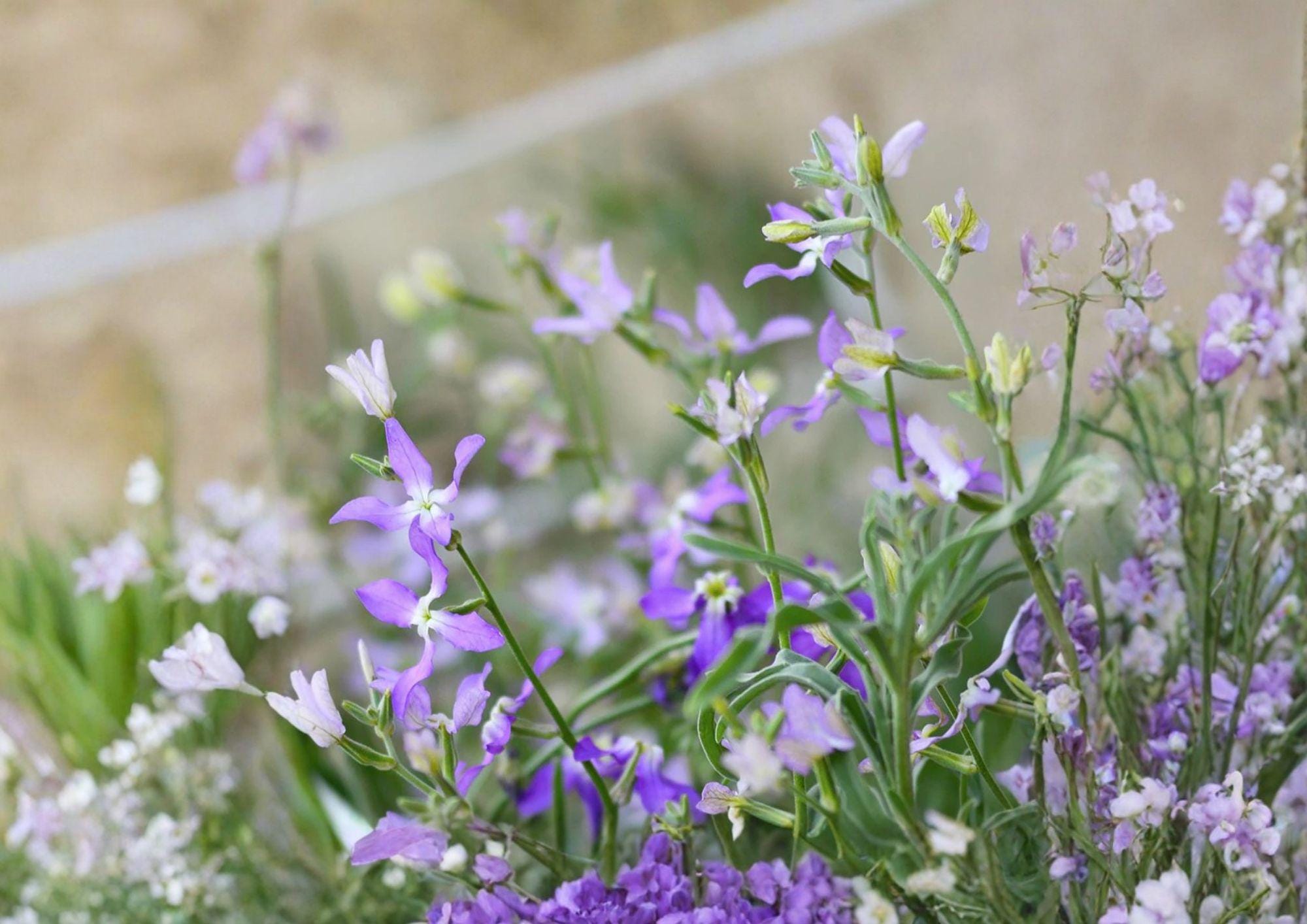 Evening Scented Stock Seeds – Night Blooming Fragrant Annual Flower 100 Seeds | Aromatic Garden Plant