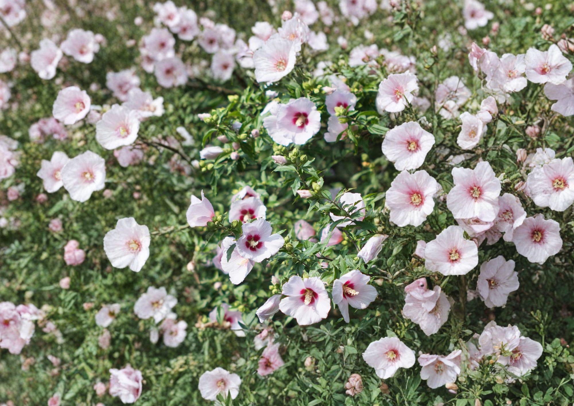Rose of Sharon Seeds – Hardy Hibiscus Shrub for Garden Hedges, Large Blooms, Fast Growing, Ornamental Plant, Hibiscus syriacus