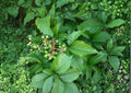 Virginia Creeper Seeds – Fast Growing Native Vine with Red Fall Foliage, 10 Seeds, Easy to Grow Ampelopsis virginica