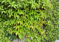 Boston Ivy Seeds – Fast Growing Climbing Vine with Brilliant Red Fall Foliage – Parthenocissus tricuspidata