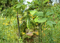 Chinese Snake Cucumber Seeds - Long, Crisp Asian Heirloom Vegetable - Easy to Grow Cucumis sativus
