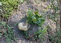 True Jicama Seeds - Crisp Sweet Root Vegetable, Climbing Vine, 10 Seeds - BloomHavenNursery