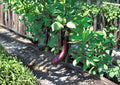 Long Purple Eggplant Seeds - Heirloom Slender Violet Vegetable, 100 Seeds - Solanum melongena