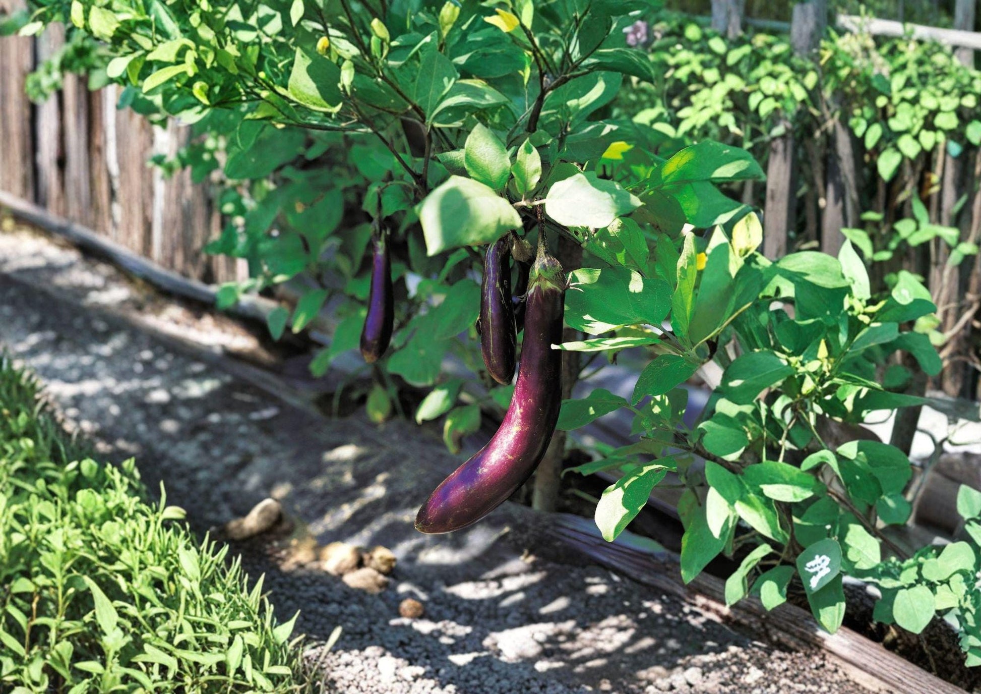 Long Purple Eggplant Seeds - Heirloom Slender Violet Vegetable, 100 Seeds - Solanum melongena