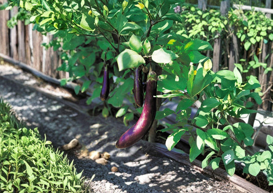 Long Purple Eggplant Seeds - Heirloom Slender Violet Vegetable, 100 Seeds - Solanum melongena