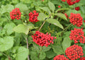 Red Elderberry Seeds – Hardy Shrub with White Flowers and Red Berries, Wildlife Garden Plant, Sambucus racemosa