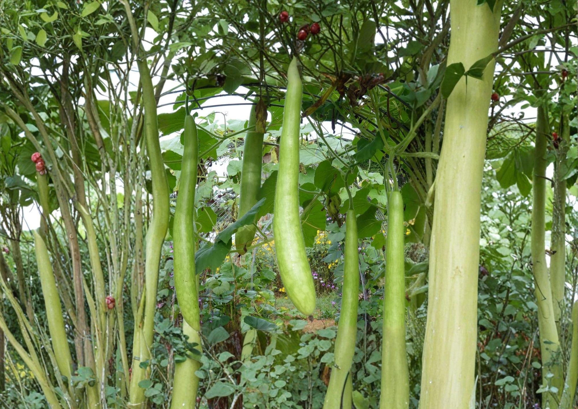 Cucuzzi Gourd Seeds Italian Heirloom Climbing Vine 10 Seeds Fast Shipping