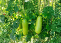 Wax Gourd Winter Melon Seeds, Ash Variety, Easy to Grow, Edible Fruit, Heirloom Vegetable Seeds
