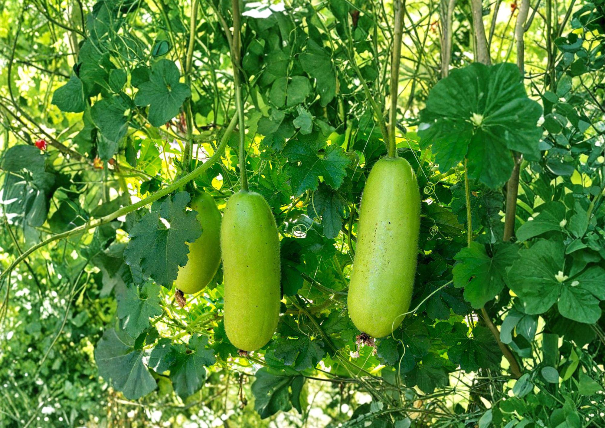 Wax Gourd Winter Melon Seeds, Ash Variety, Easy to Grow, Edible Fruit, Heirloom Vegetable Seeds