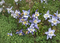 Rocky Mountain Columbine Seeds – Blue White Wildflower, Native Perennial, Pollinator Garden, 100 Seeds