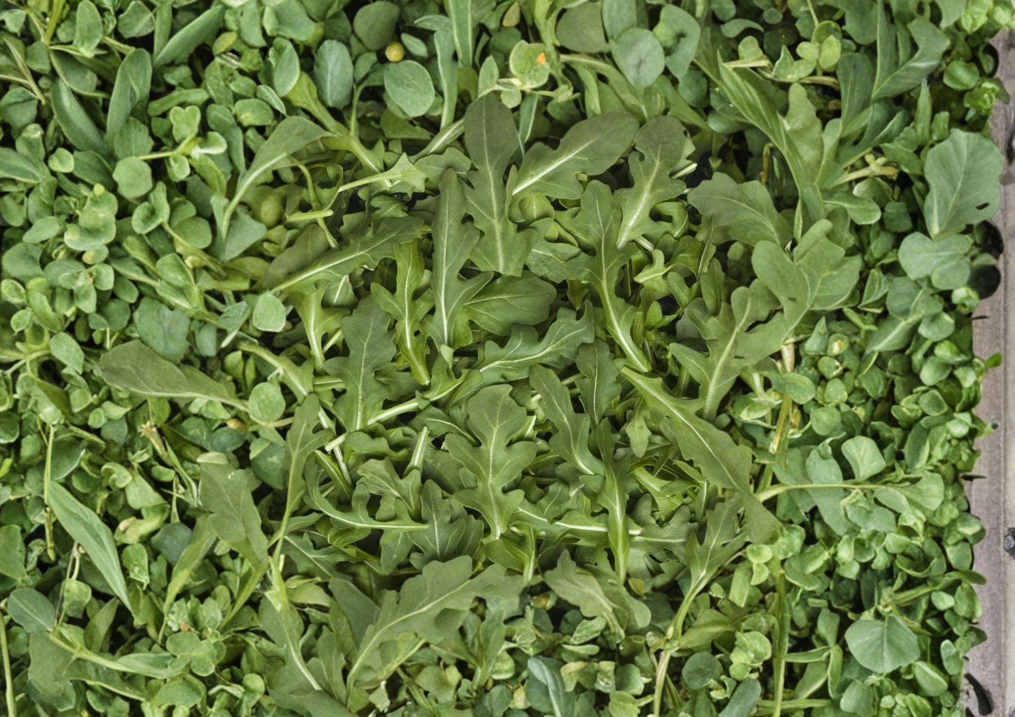 Arugula Herb Seeds – Peppery Rocket Salad Greens, 500 Heirloom Seeds, Fast Growing, Organic, Culinary Herb, Rocket Salad, Eruca vesicaria
