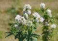 Hairy Mountain Mint Seeds – Native Aromatic Wildflower Herb for Pollinator Gardens – Easy to Grow Mentha arvensis