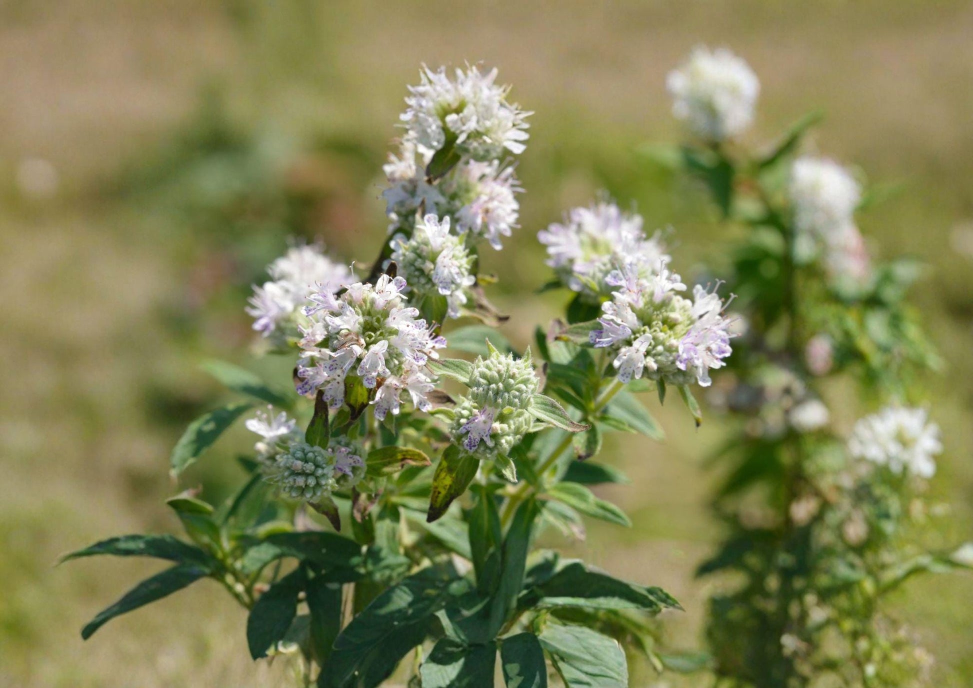 Hairy Mountain Mint Seeds – Native Aromatic Wildflower Herb for Pollinator Gardens – Easy to Grow Mentha arvensis