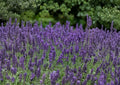Vera Lavender Seeds - Fragrant English Lavandula Angustifolia Herb Seeds for Garden, Aromatherapy, and Landscaping - 100 Seeds
