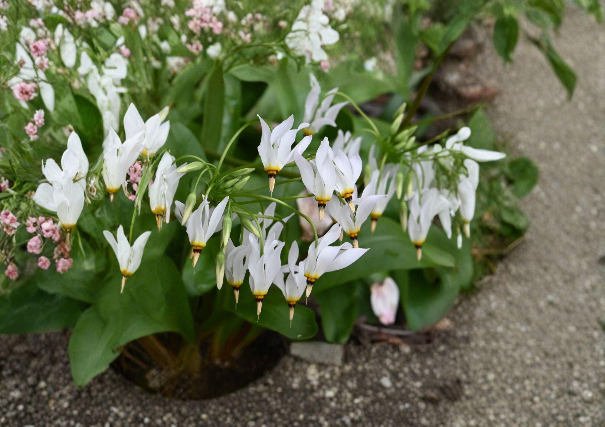 Midland Shooting Star Seeds – Native Pink Wildflower for Woodland Pollinator Gardens – New Harvest Quality