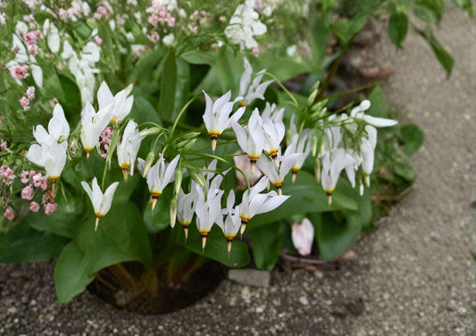 Midland Shooting Star Seeds – Native Pink Wildflower for Woodland Pollinator Gardens – New Harvest Quality