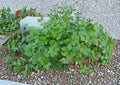 Cilantro Seeds, Slow Bolt Aromatic Coriander, 100 Seeds, Fresh Harvest Quality, Herb Garden, Culinary, Organic, Coriandrum sativum