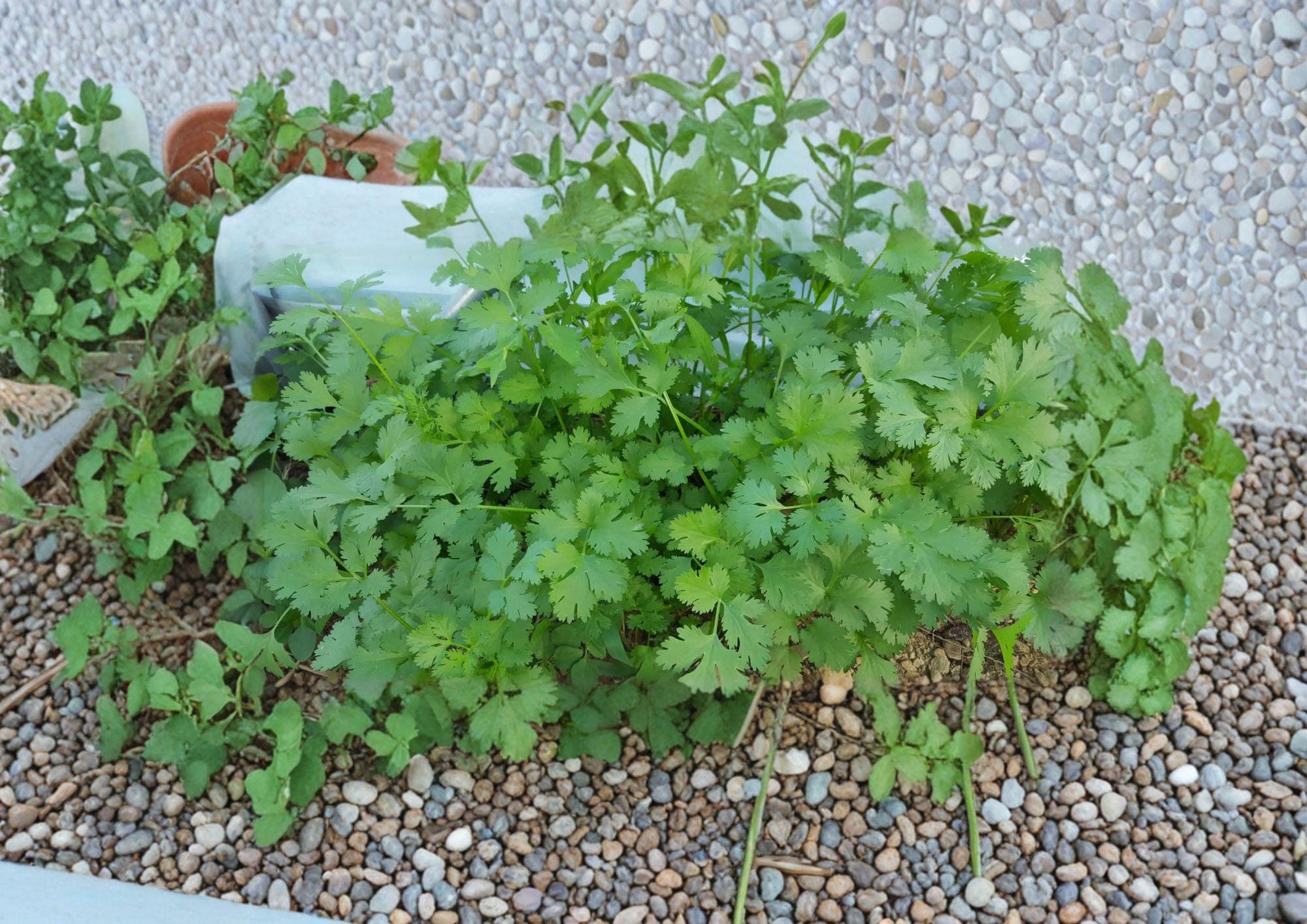 Cilantro Seeds, Slow Bolt Aromatic Coriander, 100 Seeds, Fresh Harvest Quality, Herb Garden, Culinary, Organic, Coriandrum sativum