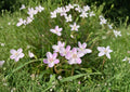Claytonia Virginica Spring Beauty Seeds – Native Woodland Wildflower with Pink Striped Blooms, Garden Flower, Perennial Plant