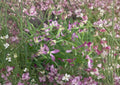 Evening Scented Stock Seeds – Night Blooming Fragrant Flower for Gardens – Matthiola incana