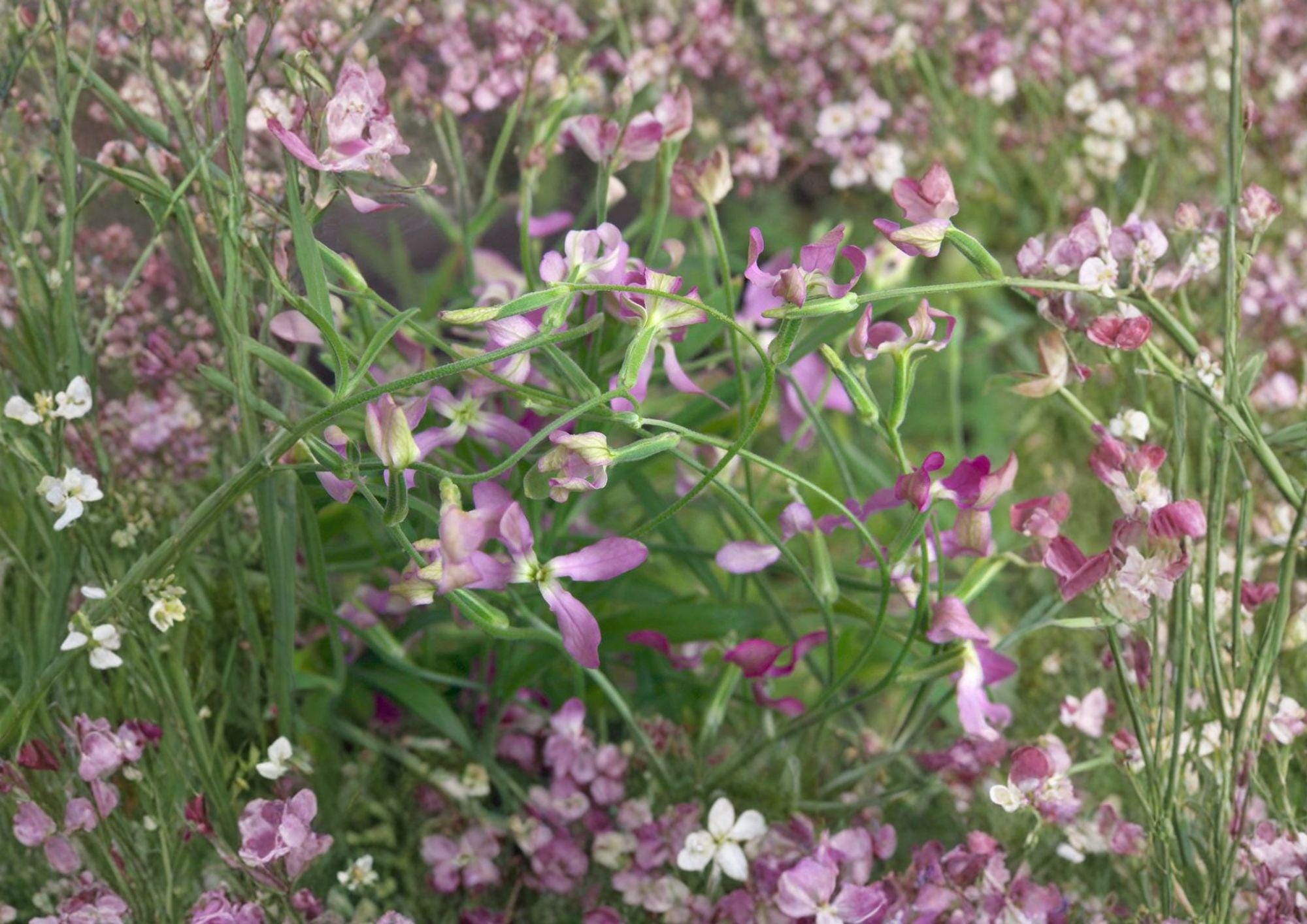 Evening Scented Stock Seeds – Night Blooming Fragrant Flower for Gardens – Matthiola incana