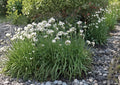 Garlic Chives Herb Seeds 100 Pack Allium tuberosum Perennial Culinary Garden Plant Non-GMO