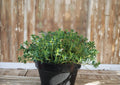 Summer Savory Herb Seeds, Aromatic Culinary Annual, 500 Seeds, Fast Growing, Thymus vulgaris