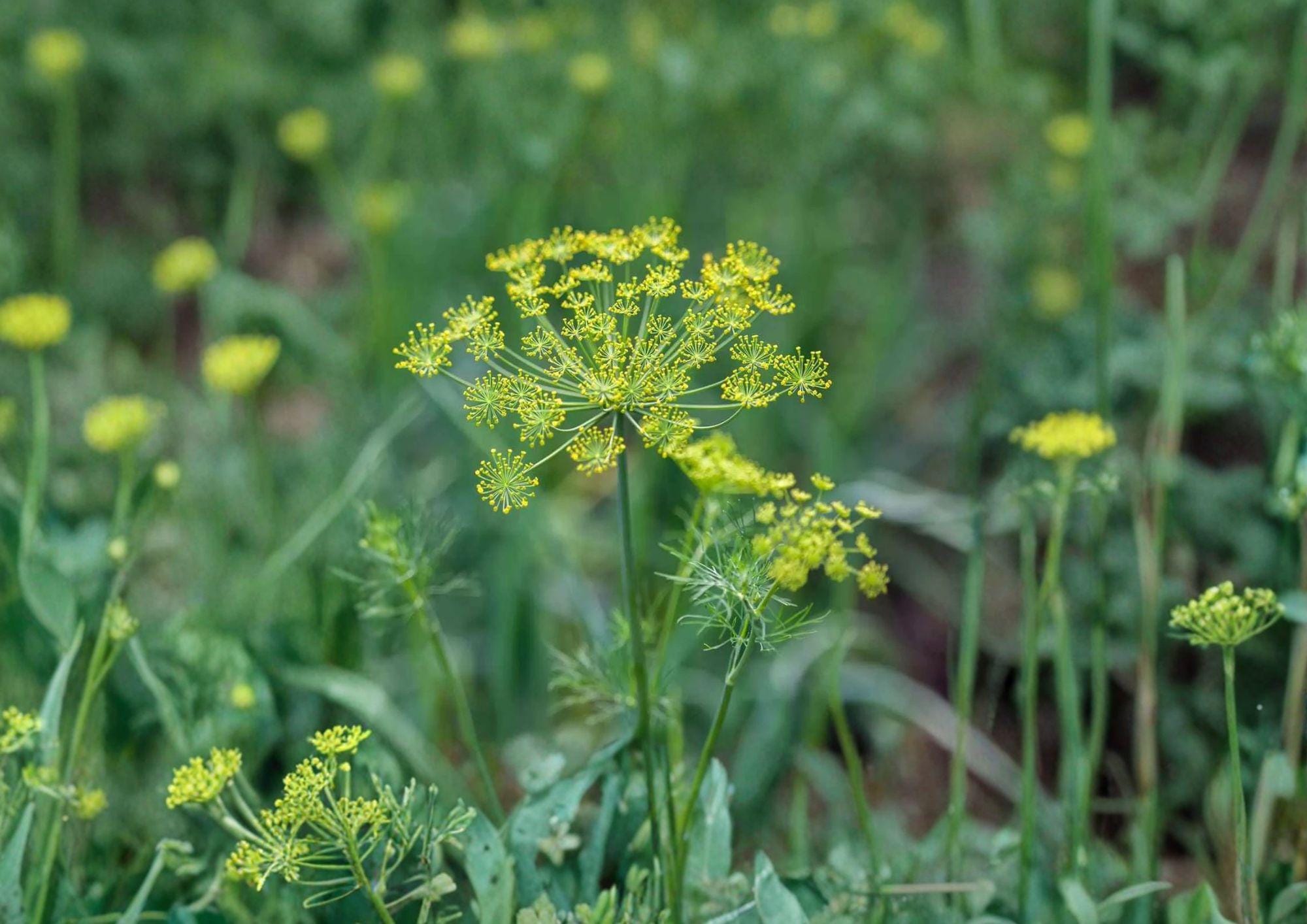 Caraway Herb Seeds 300 Pack – Aromatic Culinary Biennial Garden Plant, Carum carvi, Easy to Grow, Heirloom Seed Collection