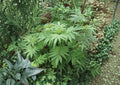 Black Mint Seeds - Aromatic Peruvian Huacatay Herb Garden Plant, Culinary Herb, 100 Seeds