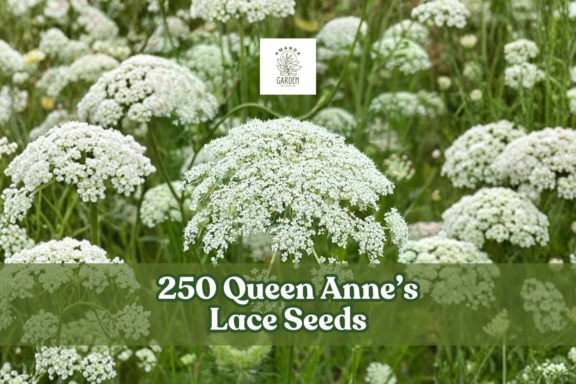 Queen Anne’s Lace Seeds 250 Daucus carota Wildflower White Lacy Flower for Garden Beds & Naturalized Areas