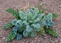 Dwarf Blue Scotch Kale Seeds Heirloom Curly Leaf Cold Hardy Vegetable Garden Plant